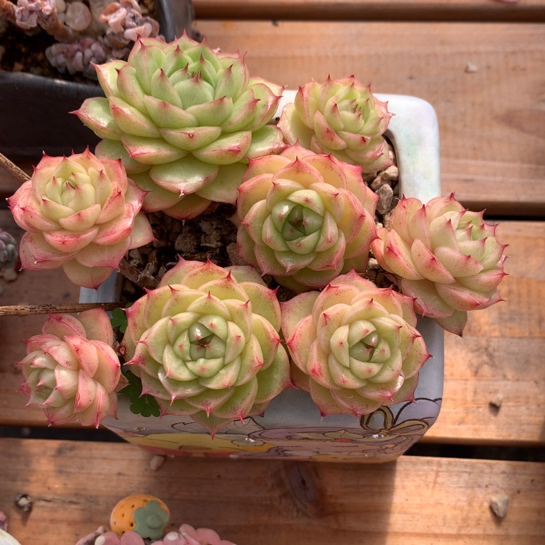 妍***麦杆多肉下播福利