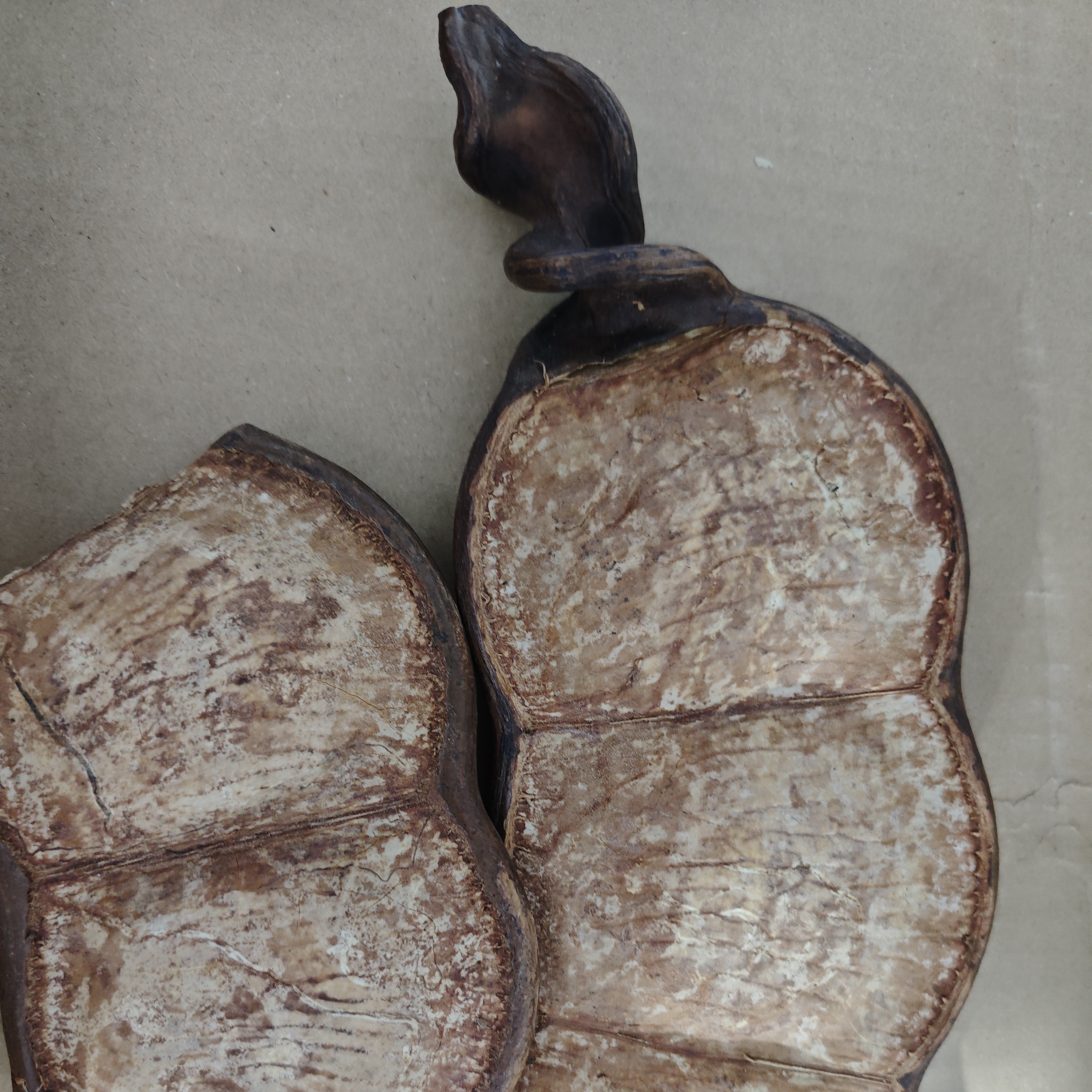 原生态榼藤豆荚天然装饰物品DIY手工摆件