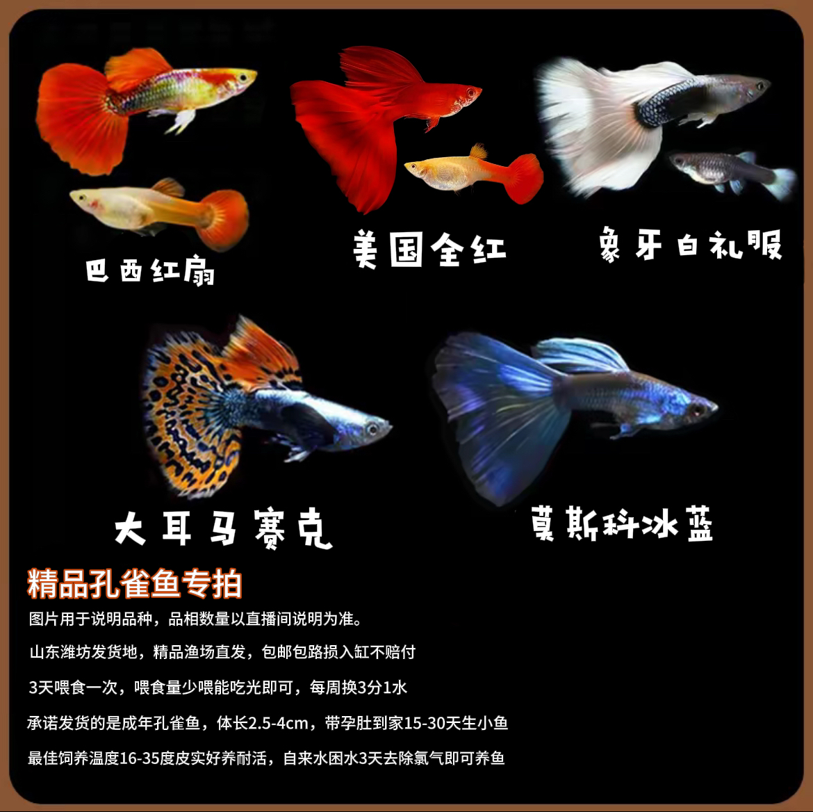 精品孔雀鱼全家福热带鱼淡水观赏鱼好养耐活可繁殖2.5~4cm