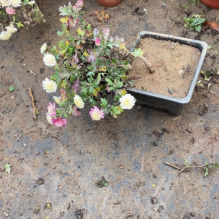 轩***贝30菊花菊花菊花家