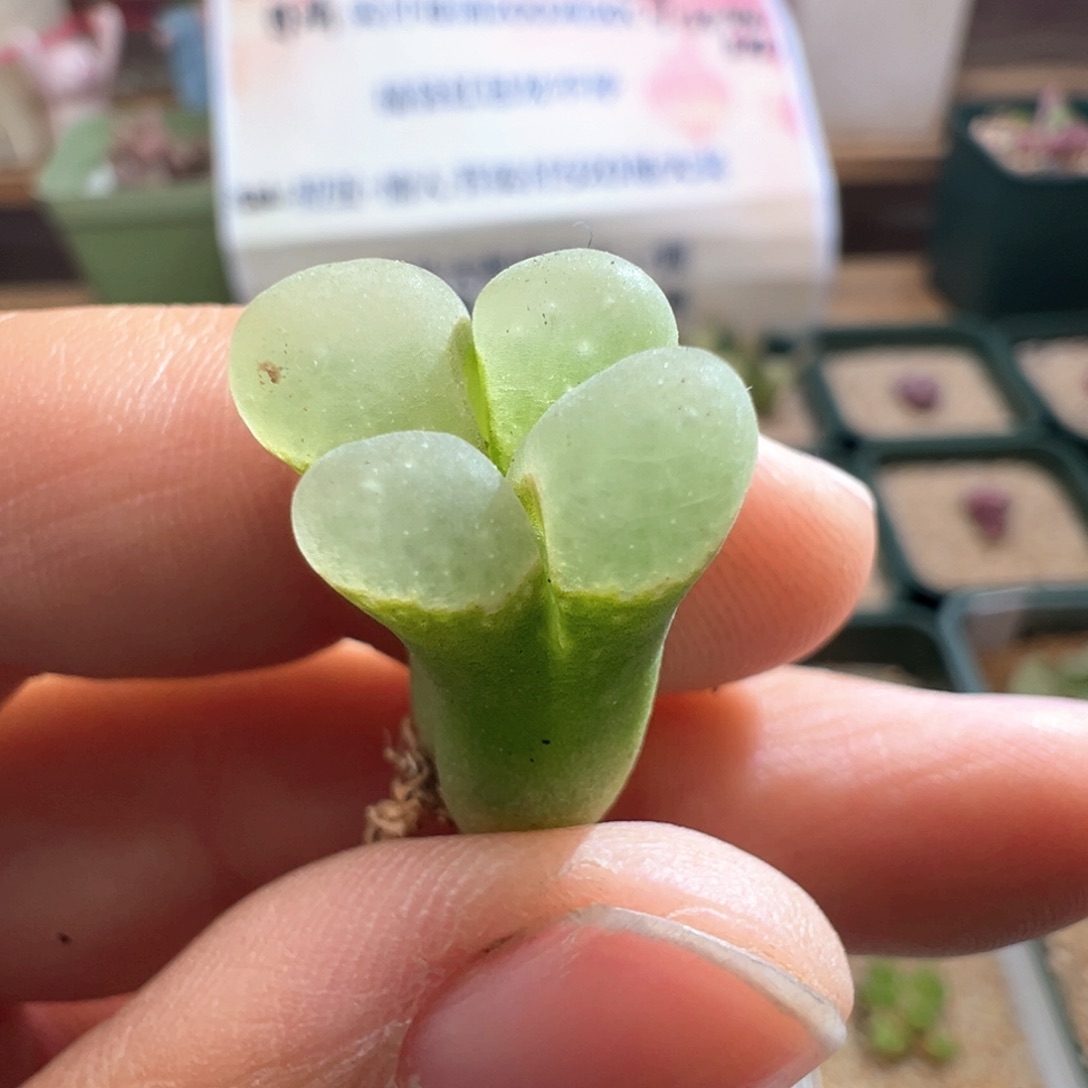 641。1453.9樱花风铃。