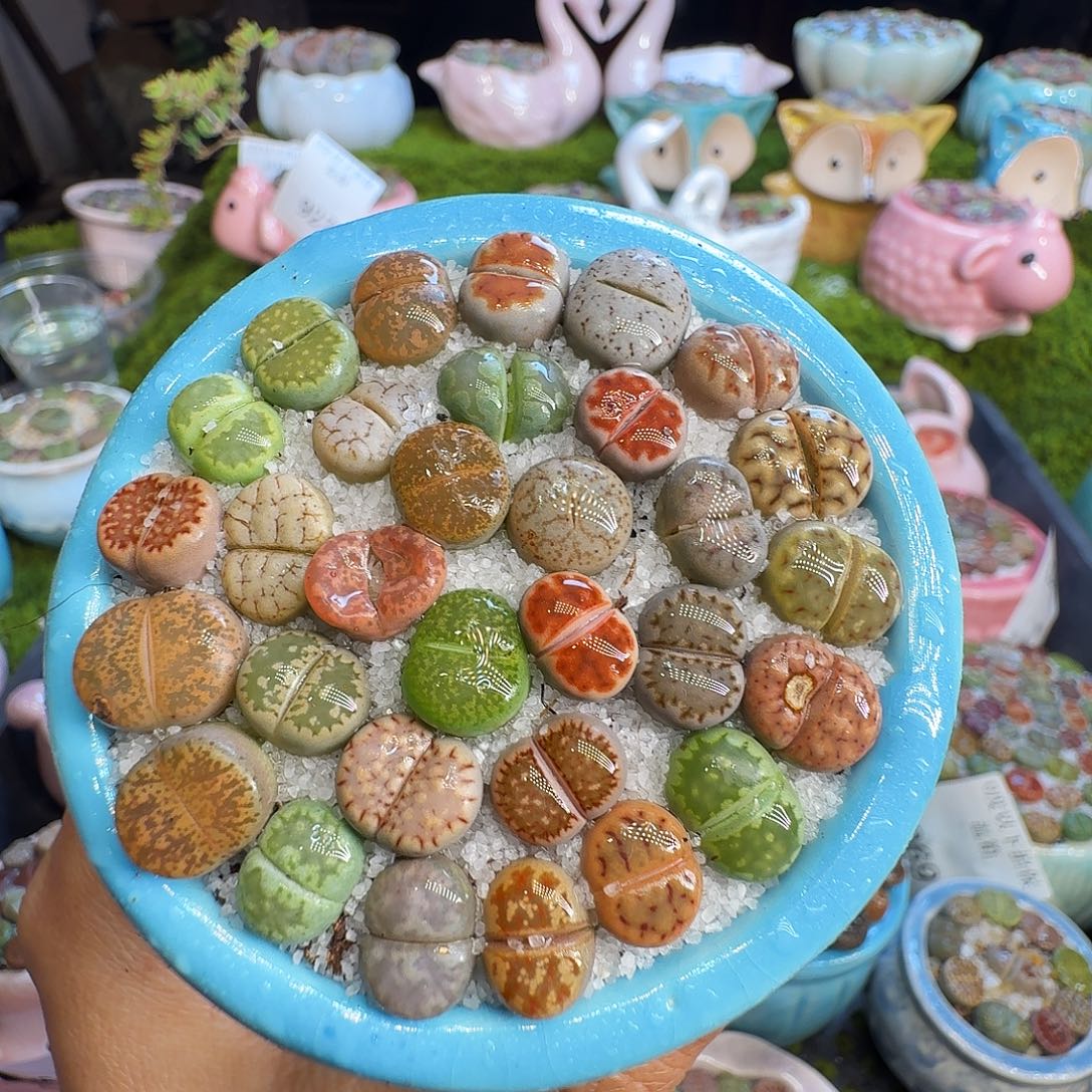 多肉植物福利冲1005