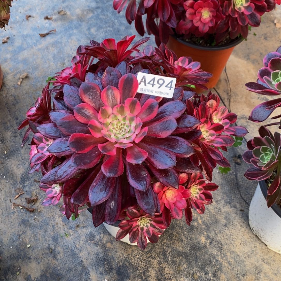 494黑桐表白锦一棵