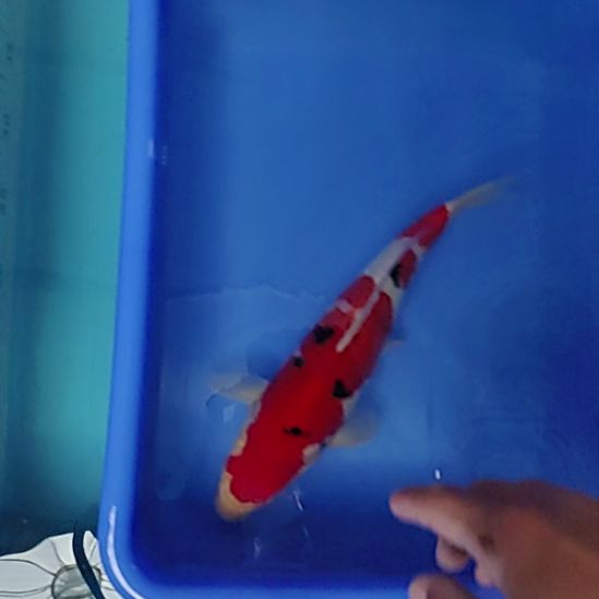 锦鲤大正顺丰到付不包邮