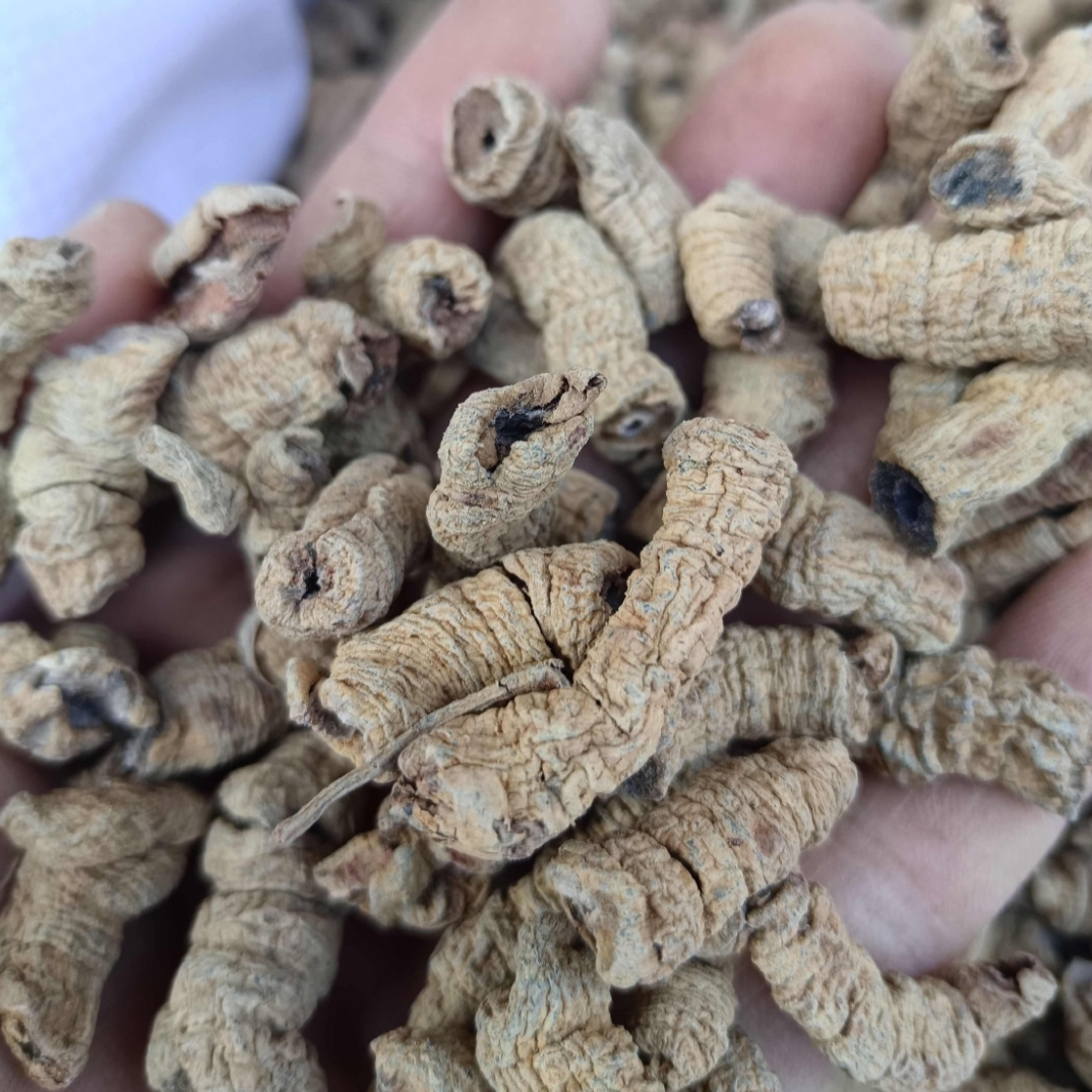 原生态山货老巴条根天条可用于煮水煲汤泡酒干货好料