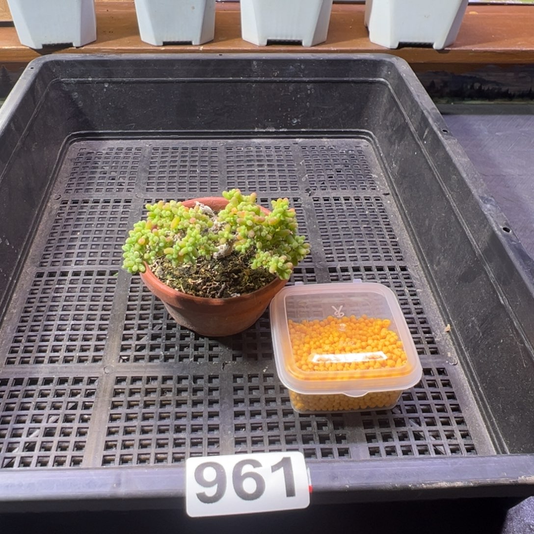 枝干番杏多肉植物961乐