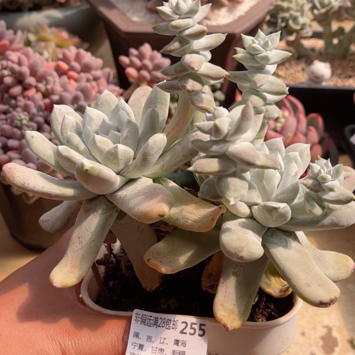 【闪购商品】255拇指