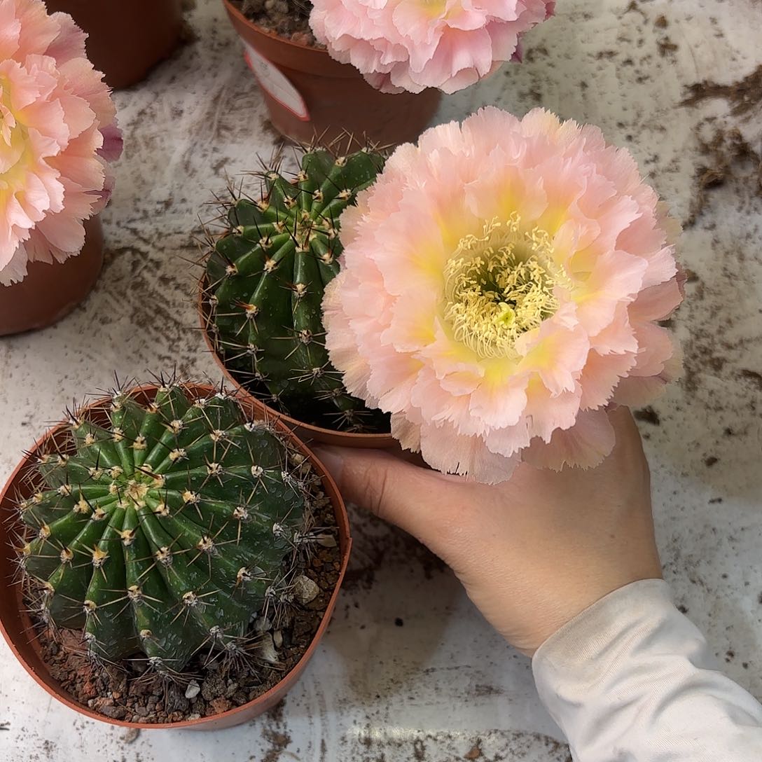 战***战彩草颜如玉7公分一个侧牙一个带根