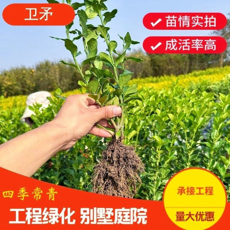 卫矛 卫矛树苗卫矛球庭院耐寒绿化篱笆苗四季常青园林工程绿化苗