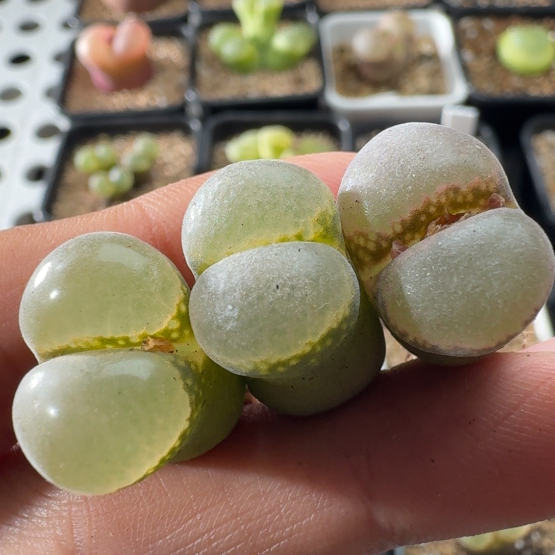 风铃玉肉锥植物3颗3726