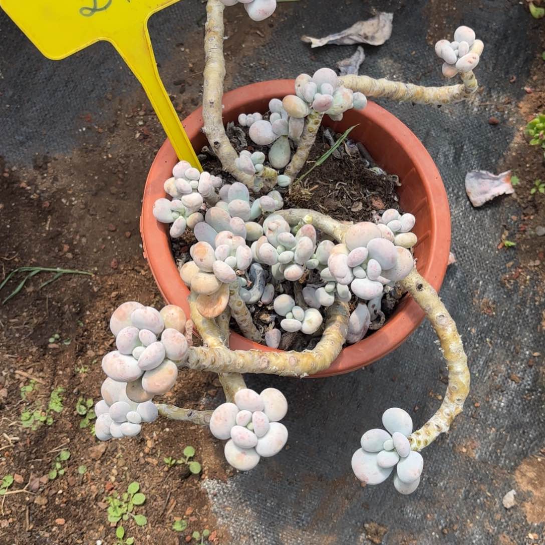 z*27号老庄多肉植物