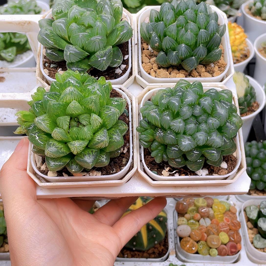 玉露四件套多肉，白盆