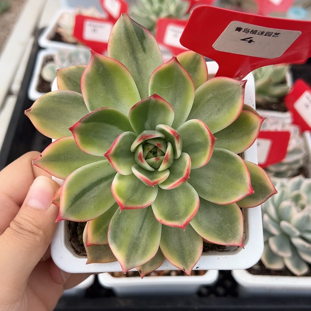 4号桃花锦多肉植物