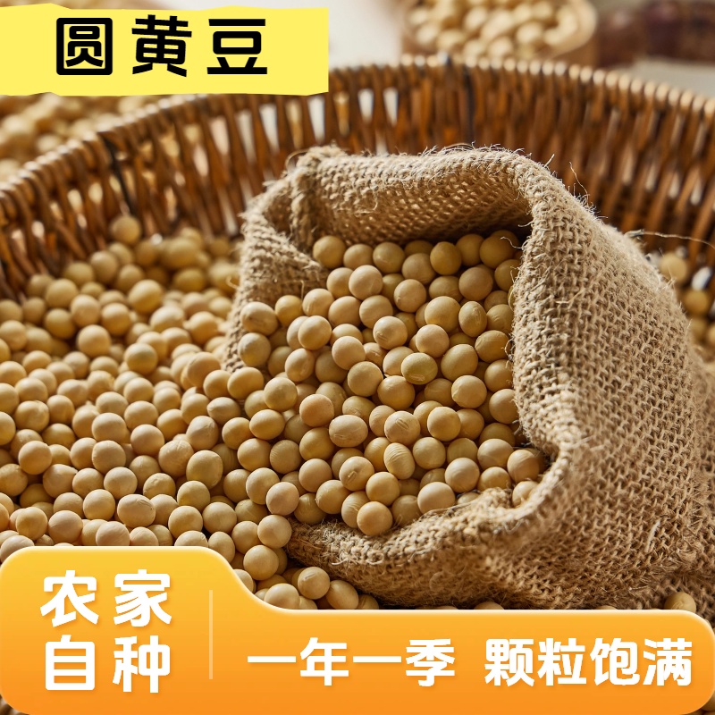 农家黄豆圆黄豆打豆浆生豆芽黄豆
