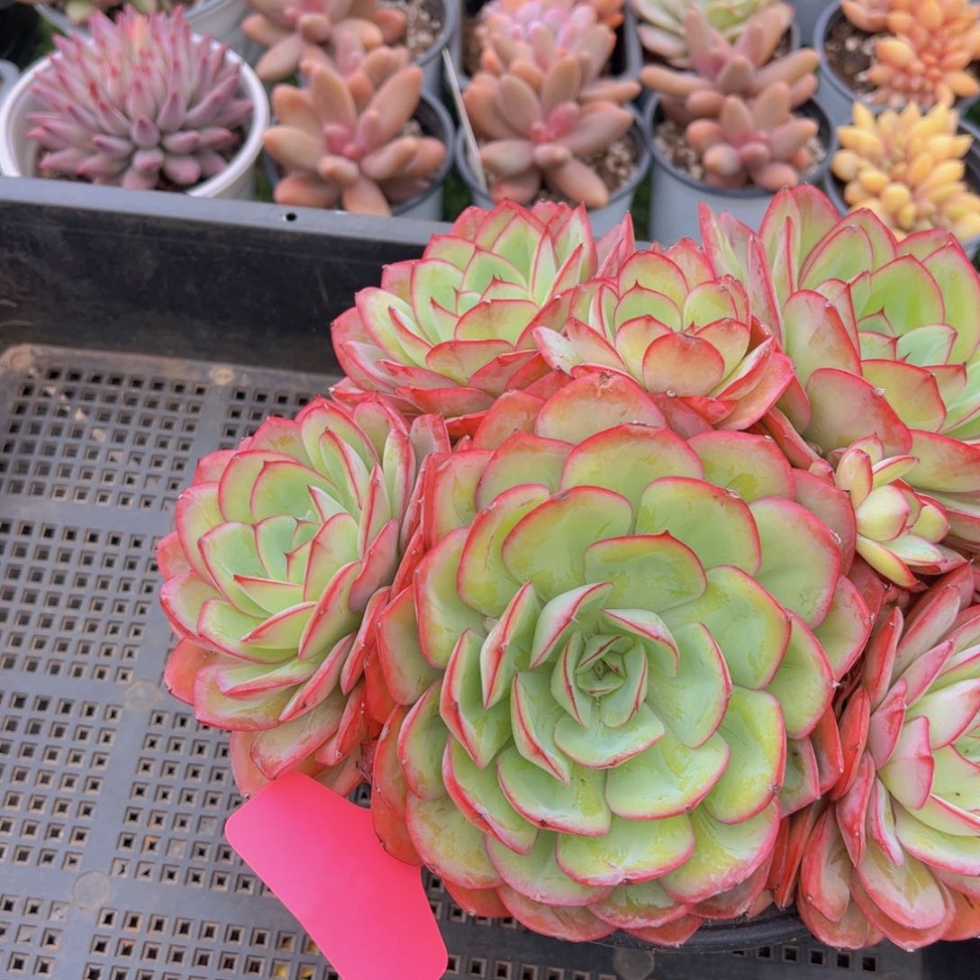 香玉的故事是一个人的故事