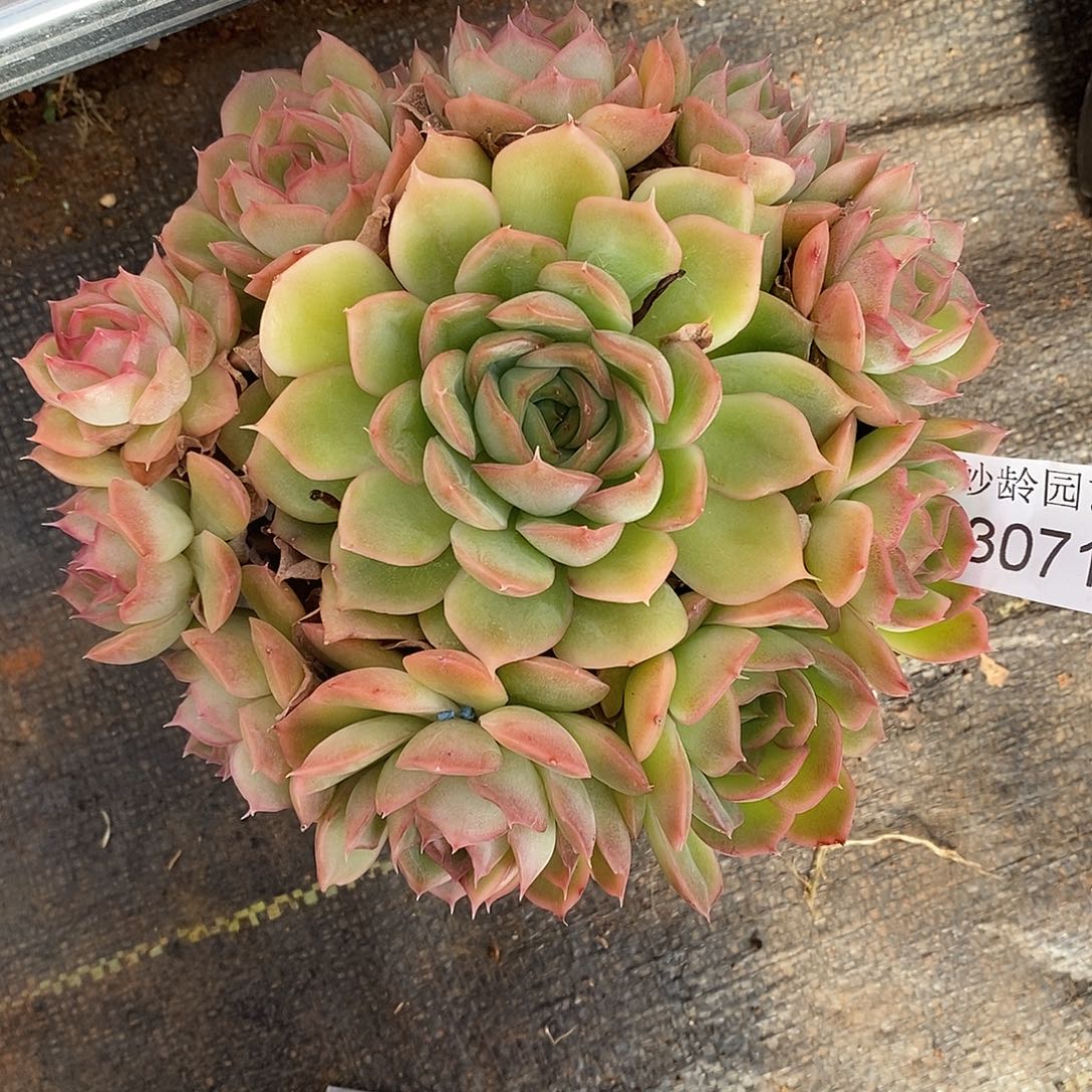 Y***。3071杂交老桩基地～15厘米