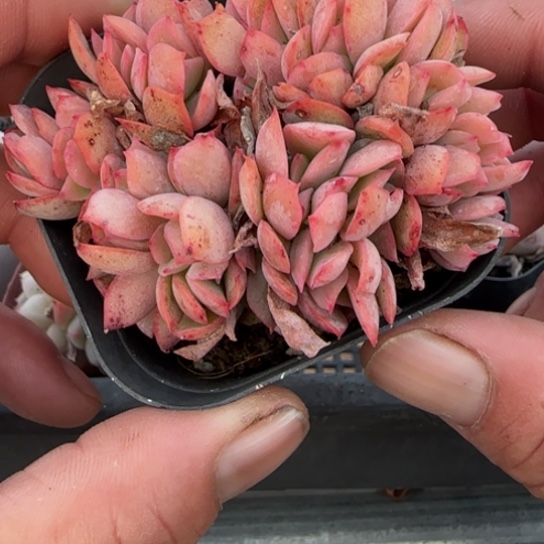 280绮罗一物一拍多肉