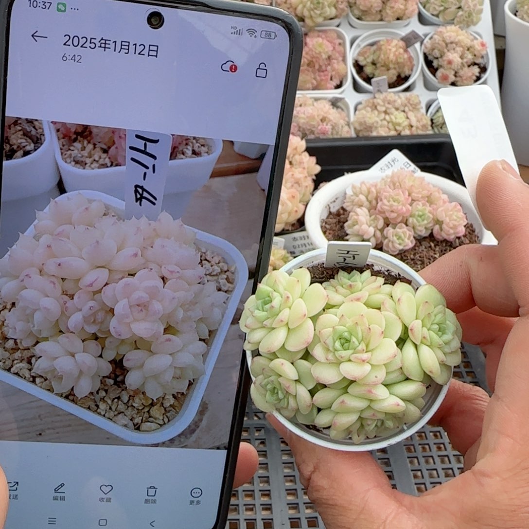 【闪购商品】0216-43（ht-65）