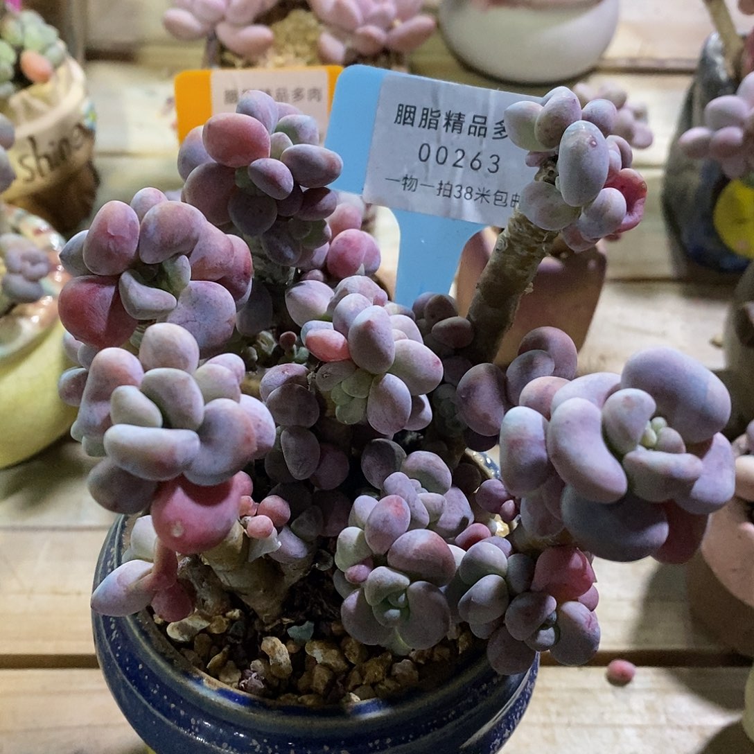 00263安与咯哦咯哦