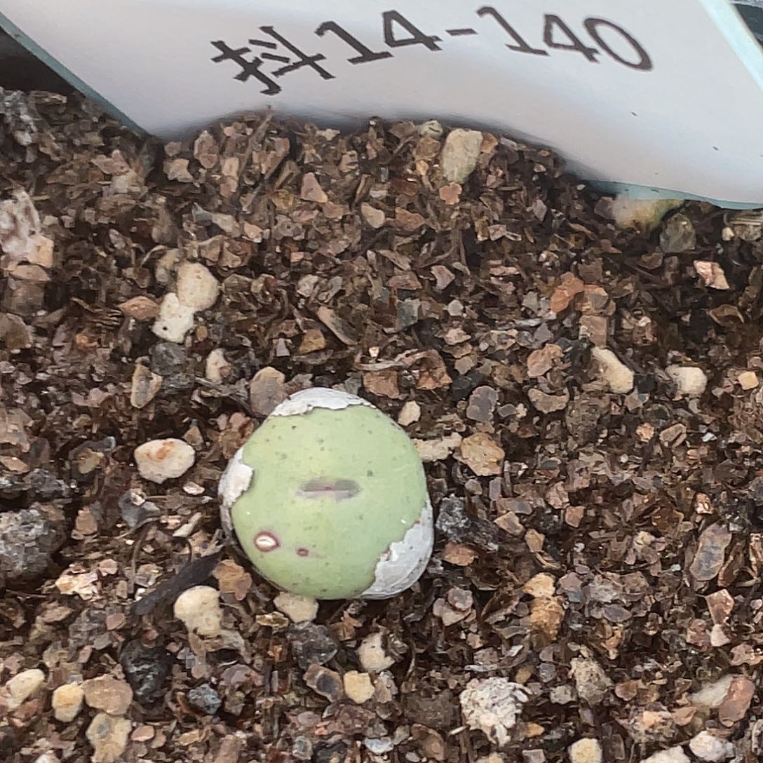 14-140嘴多肉植物肉锥