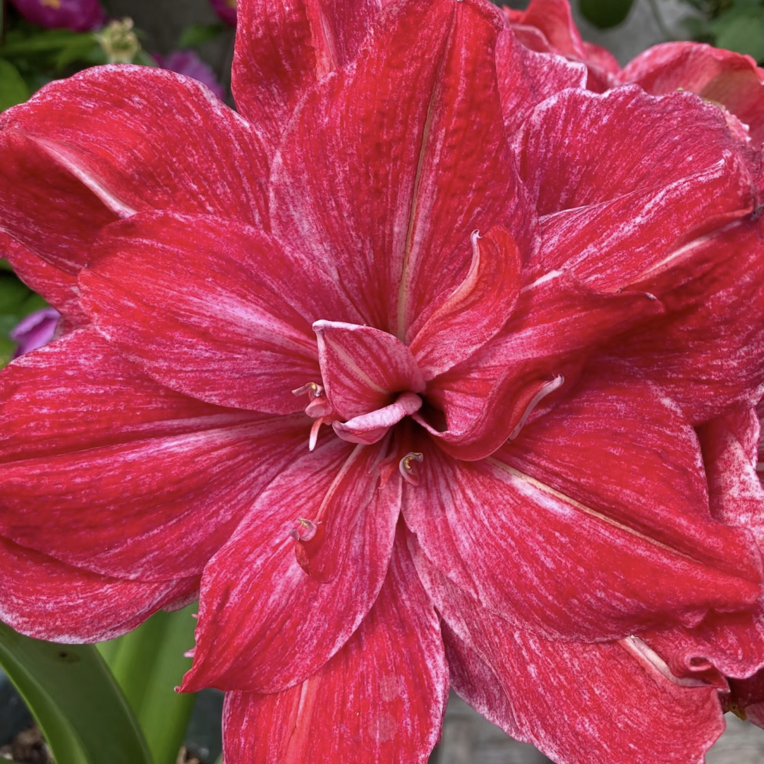 贵妇朱顶红包对版种球大球室内外盆栽花卉四季开花好养活