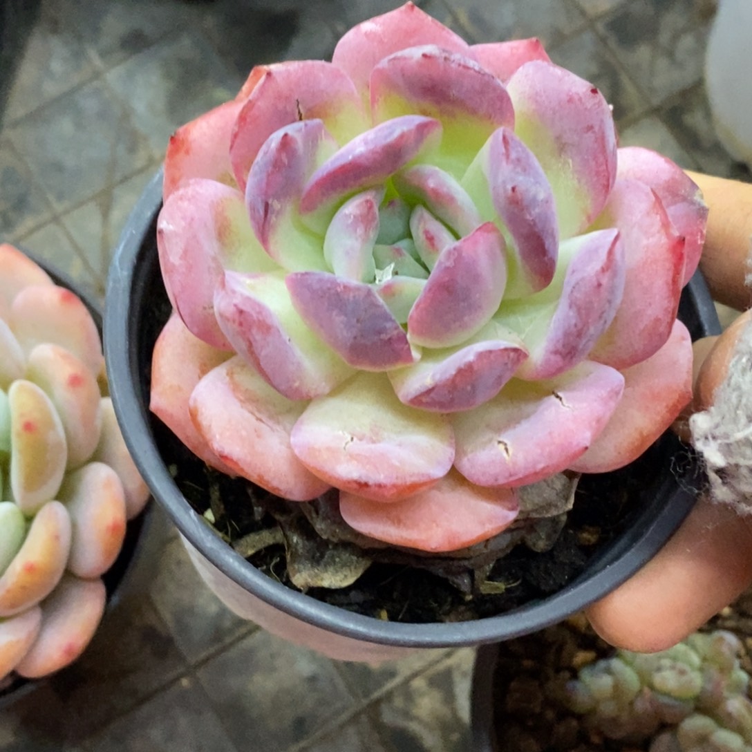 精品多肉一物一拍不包整308