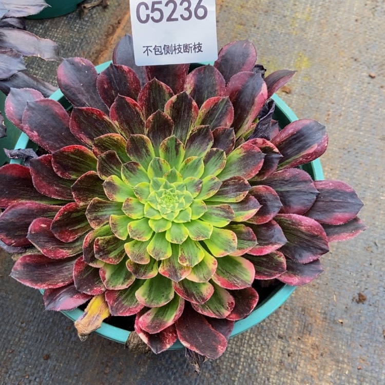 【闪购商品】晩***55236花鹤翎寄养多肉