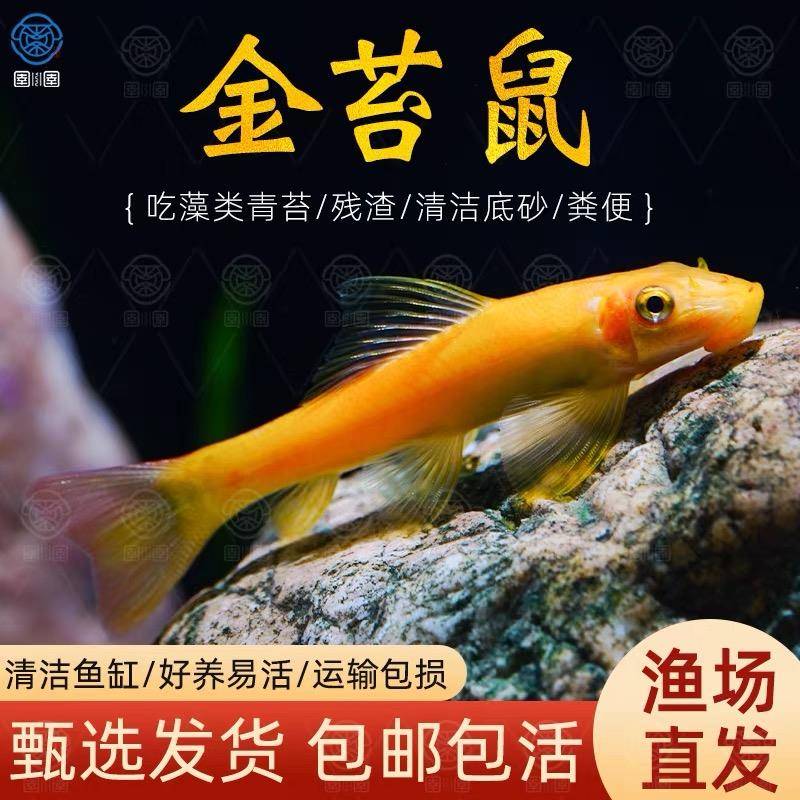 【金苔鼠】小型观赏鱼金苔鼠热带鱼黄金色新手耐养不挑食