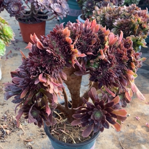 娜迦缀多肉植物002