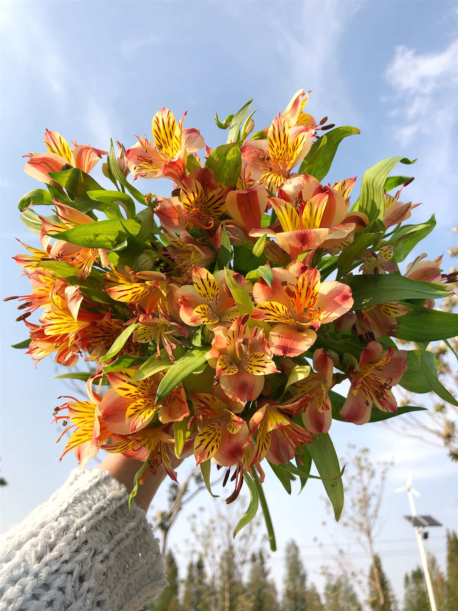 【买一送一】橙色六出花「水仙百合」稀有配花  批发花店