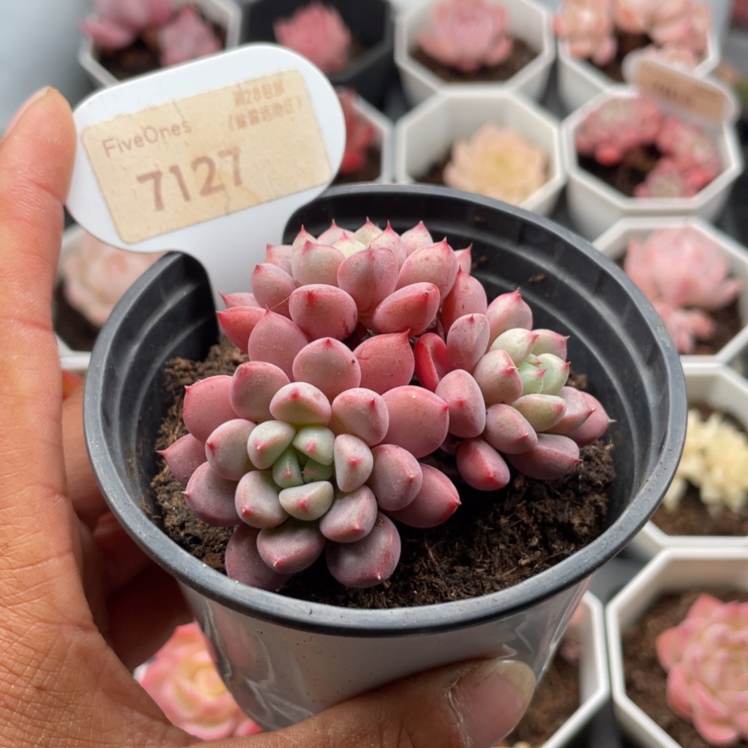 雪桃7127-6.0厘米