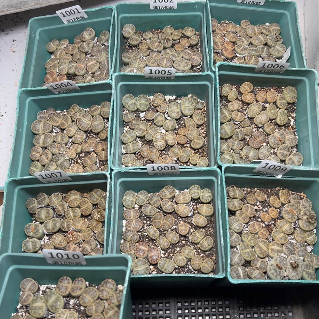 【闪购商品】春雏玉 量拍一盒发满盒