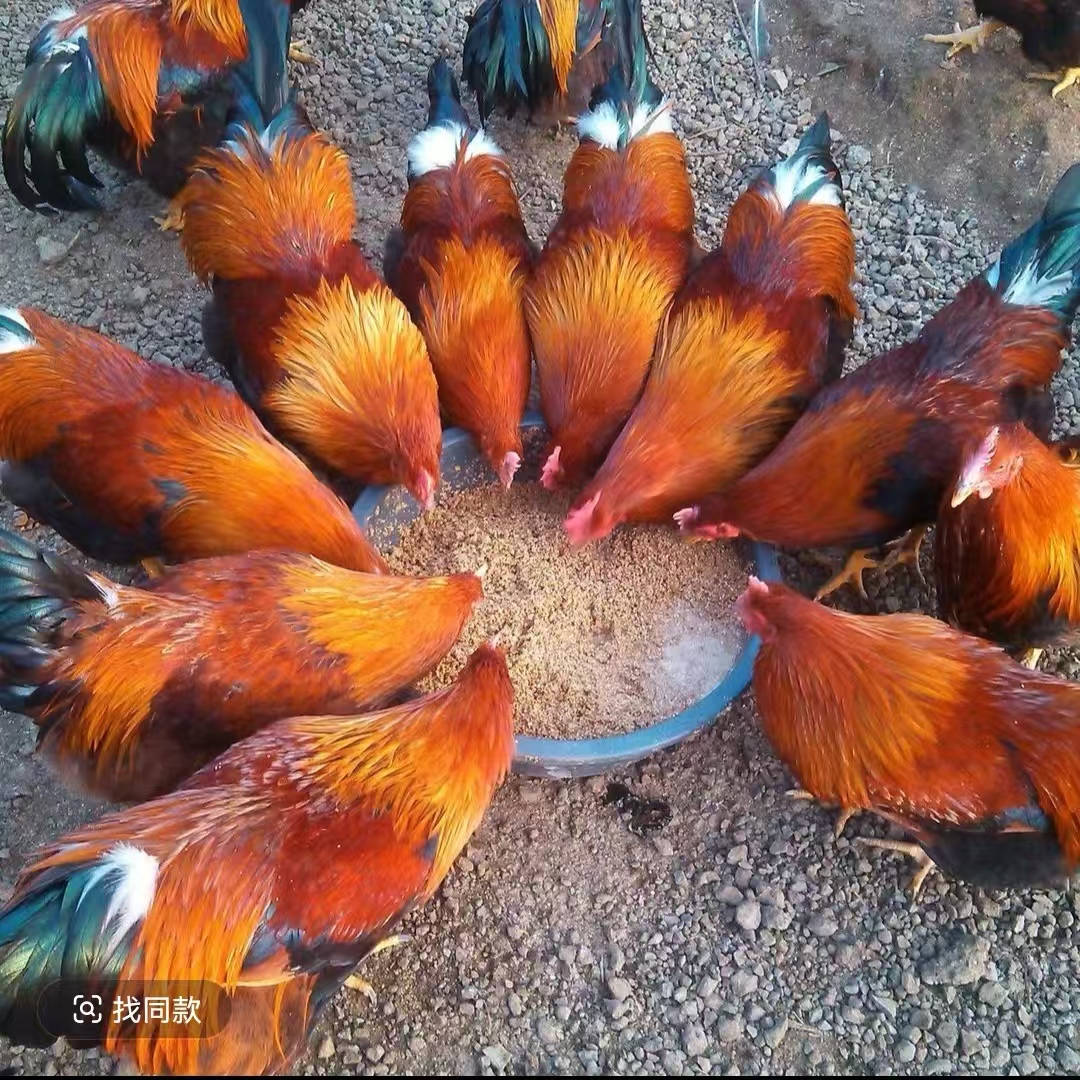 九斤红活体宠物鸡  【一 单12只】