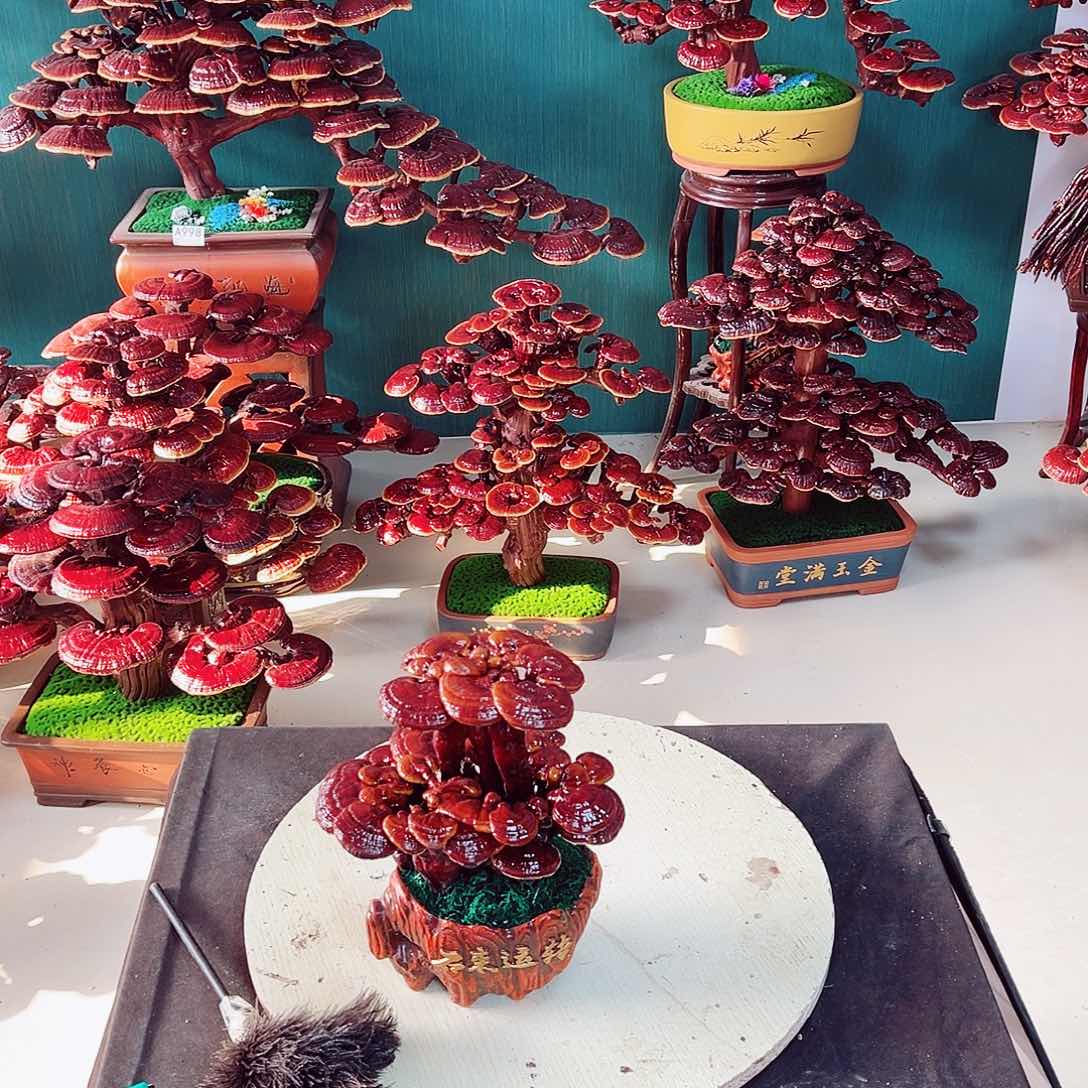 【闪购商品】无花朵