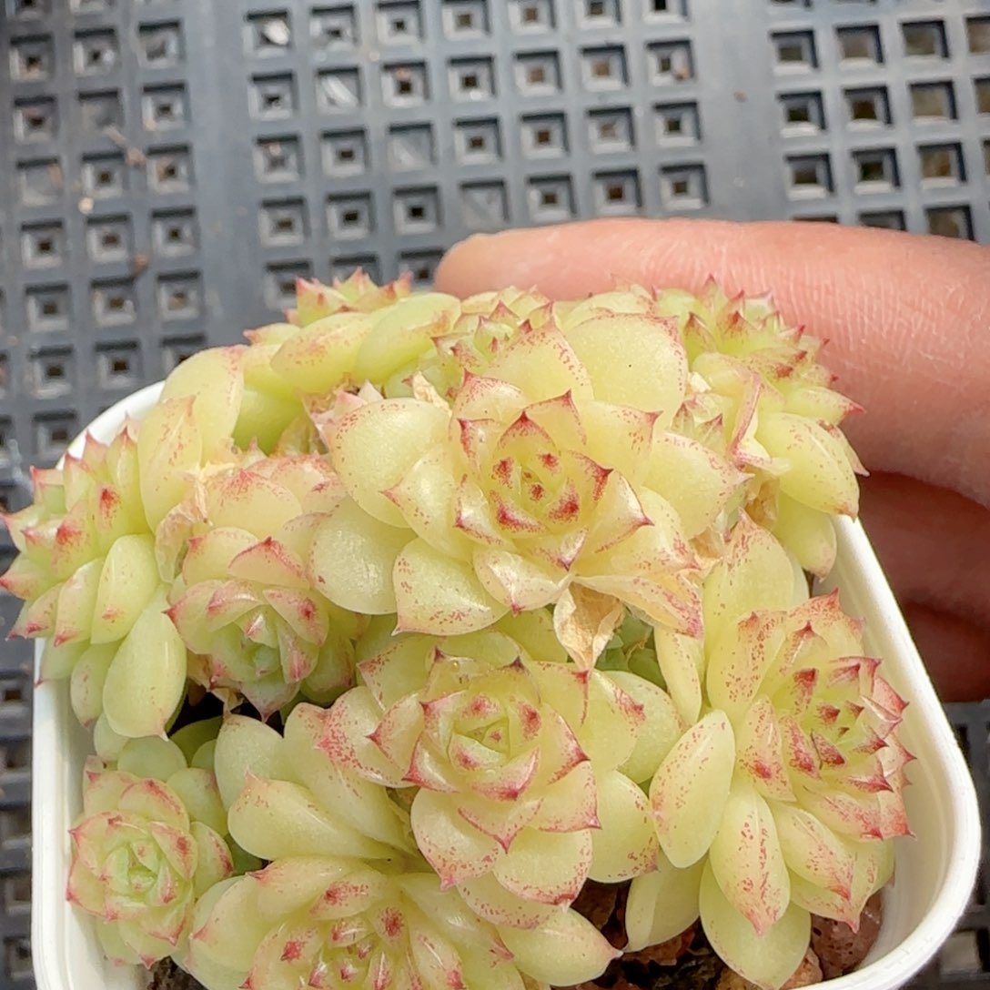 【闪购商品】0222-58（ht-35）