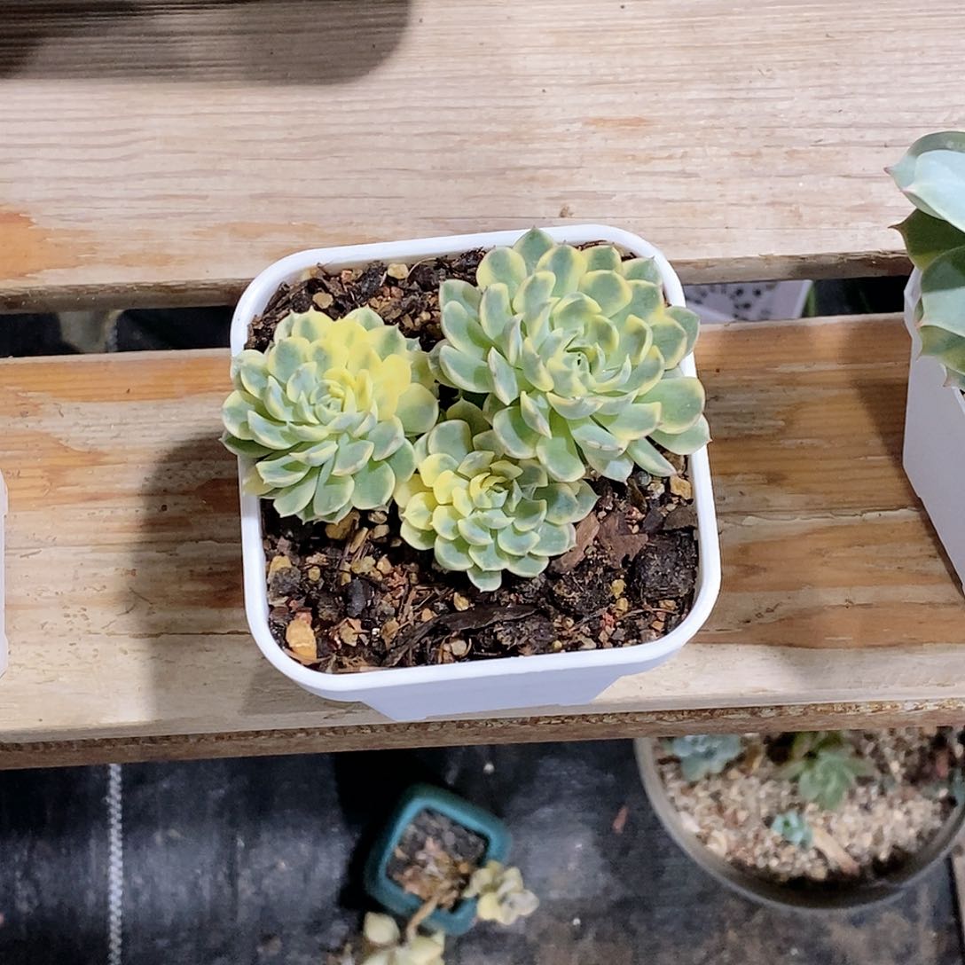 梦幻玫瑰锦多肉植物