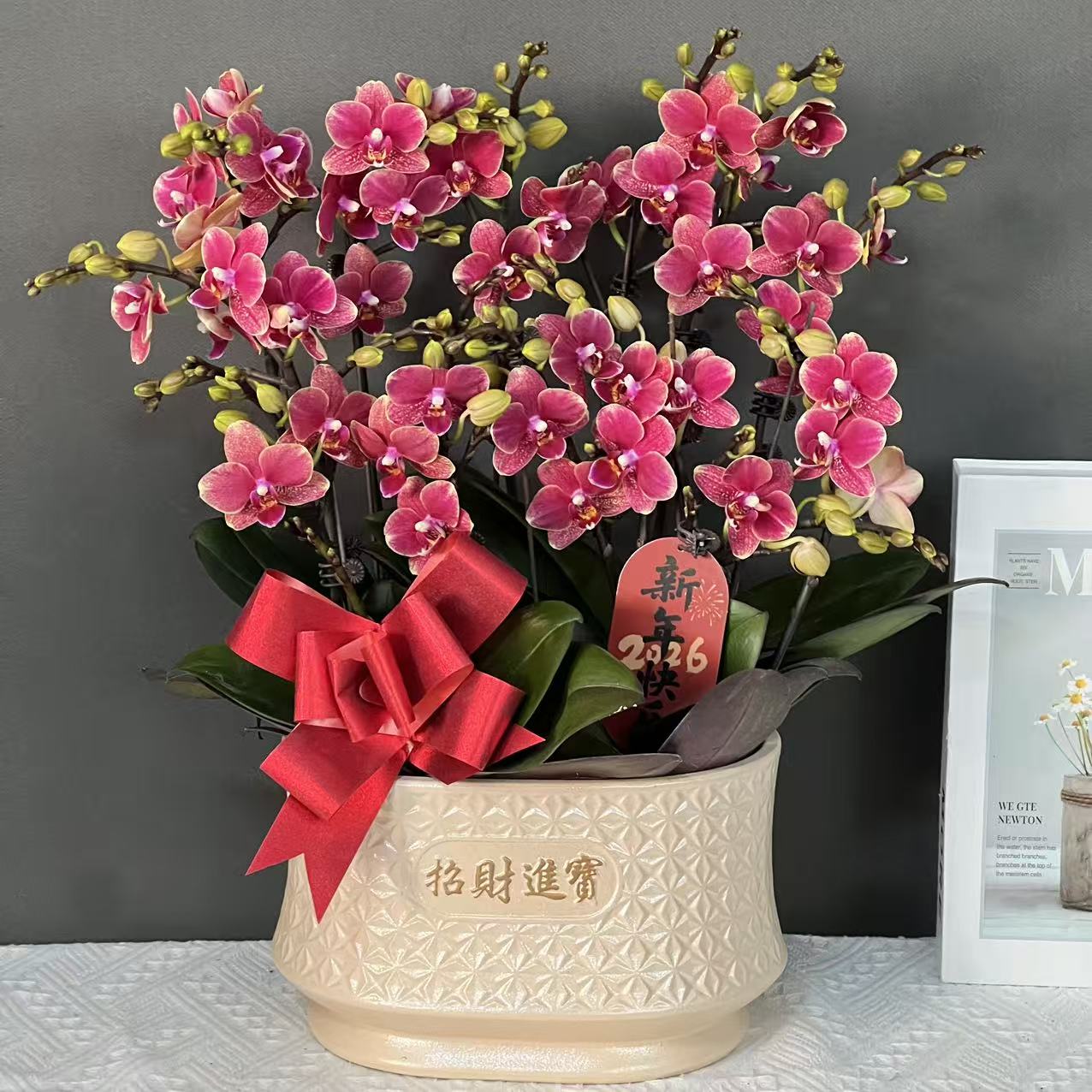 多彩优选（聚宝盆）3.5寸正红色中花财源滚滚好养蝴蝶兰鲜花花卉