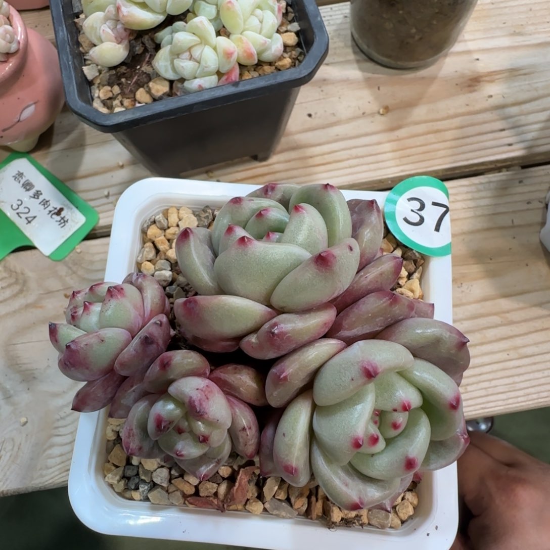 37号香槟4头无砍老桩