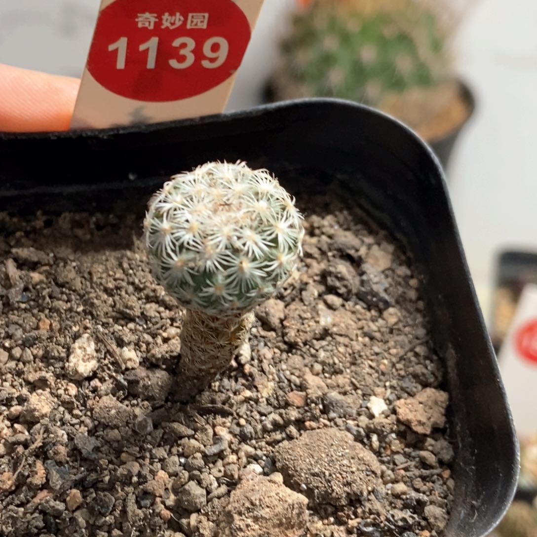 实生赤花美针玉1.6cm