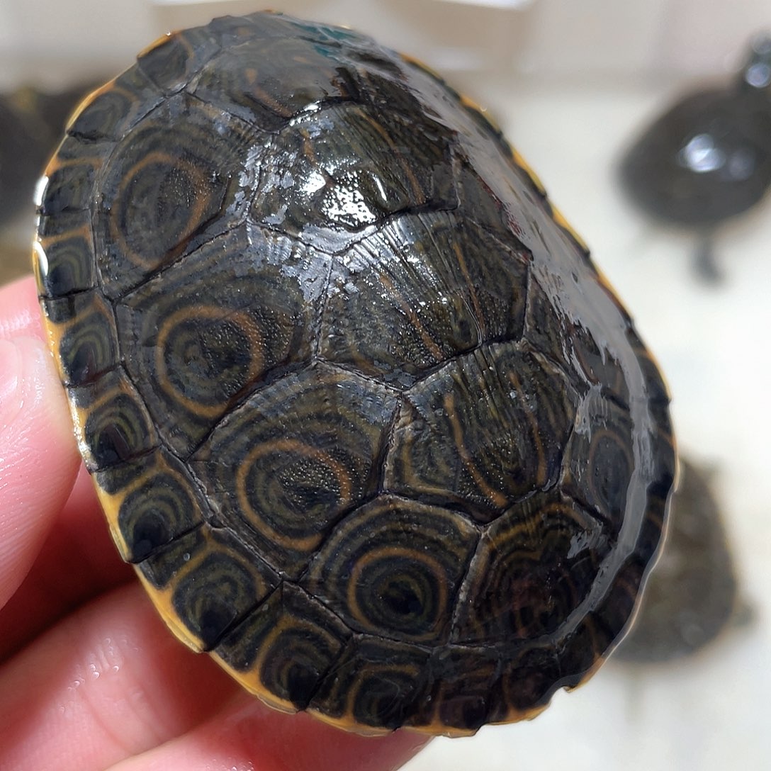 宠物龟不分公母7.2