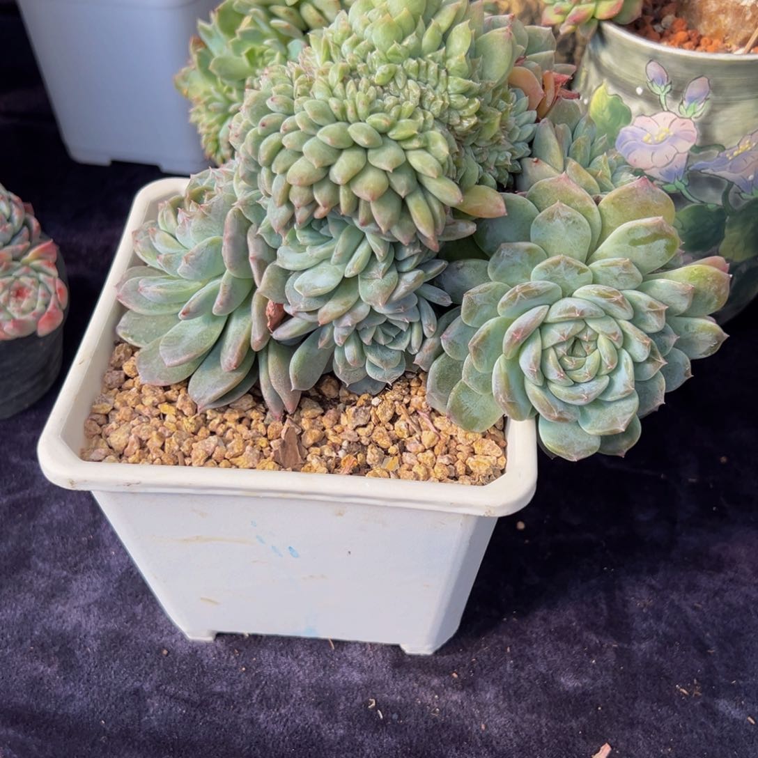 r**g新年快乐 新年快乐 新年快乐