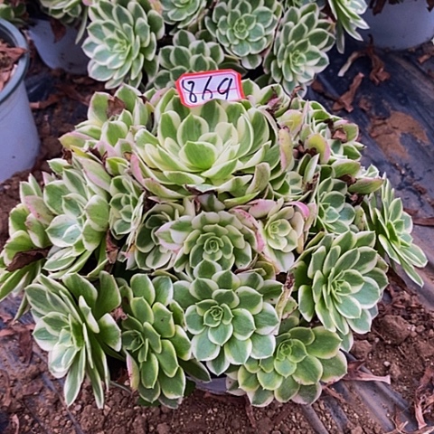 海王老桩捧花869好