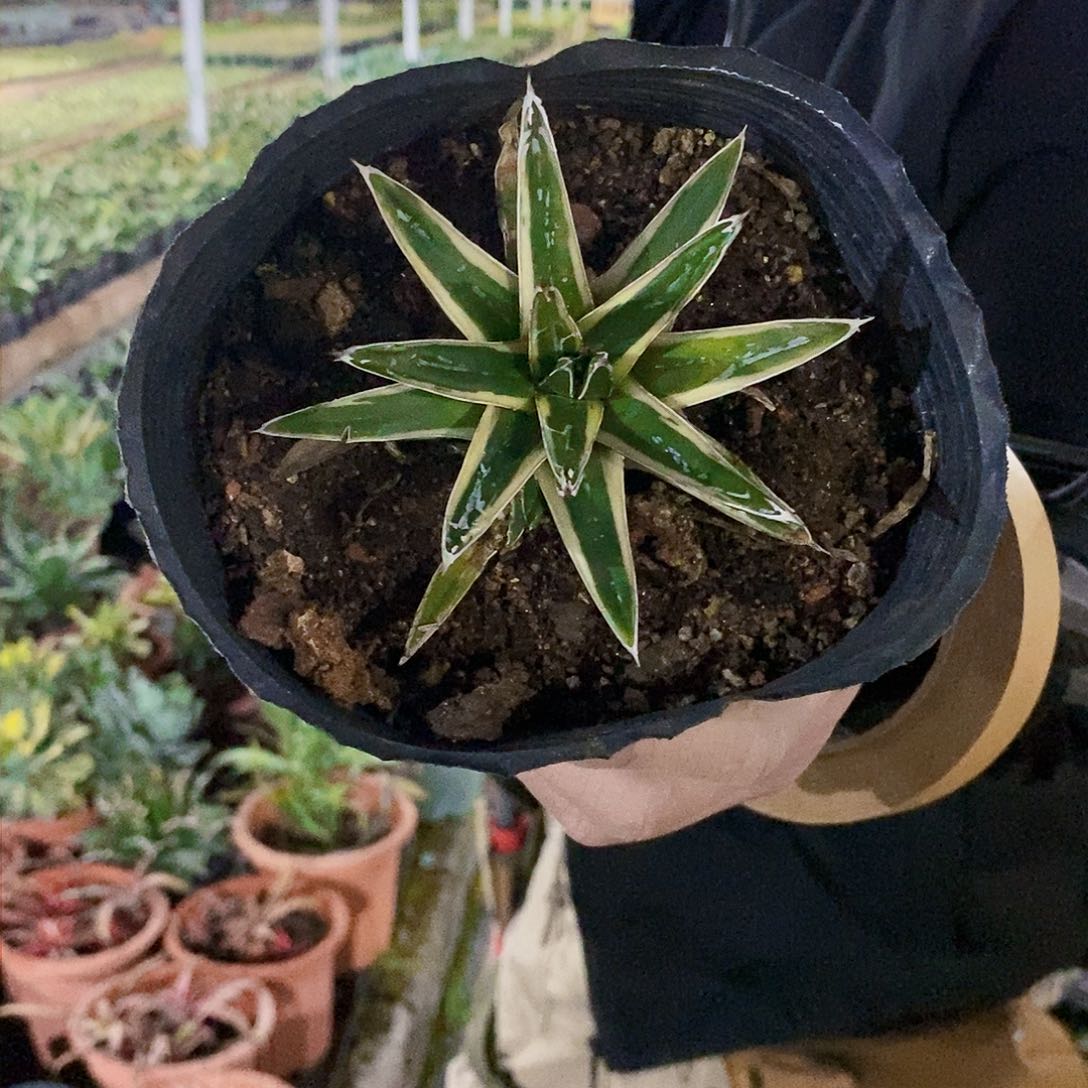 雪山冠幅10厘米左右