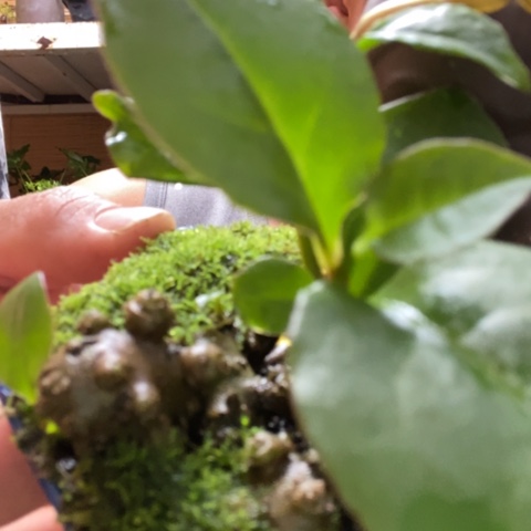 红陶一物一拍所见即所得192