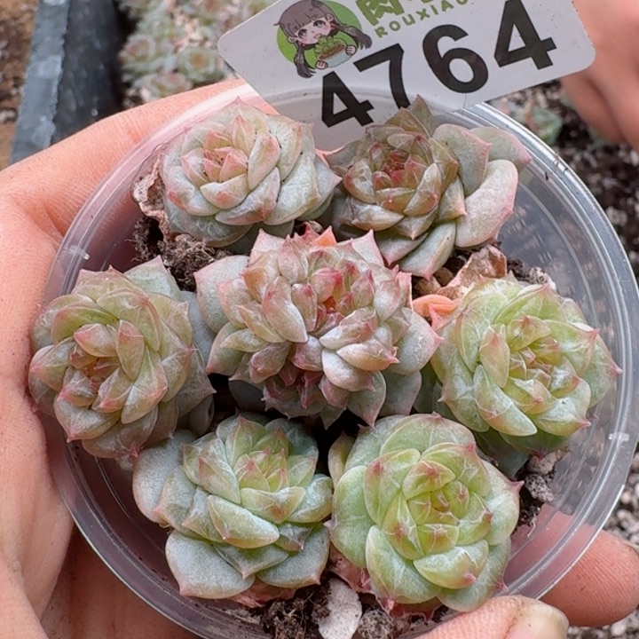 多肉植物多肉植物