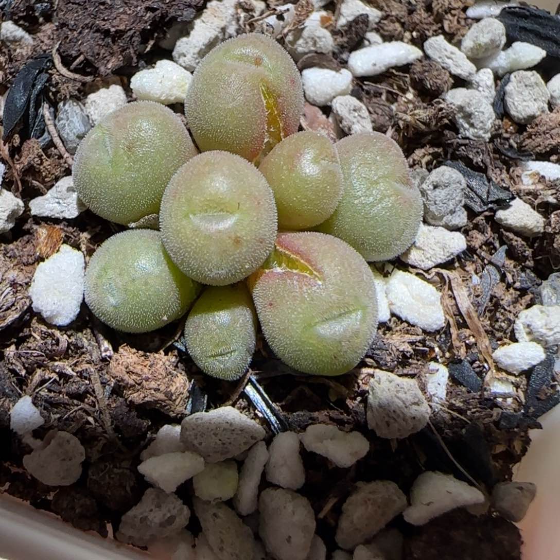 肉锥多肉植物百科-有疤952