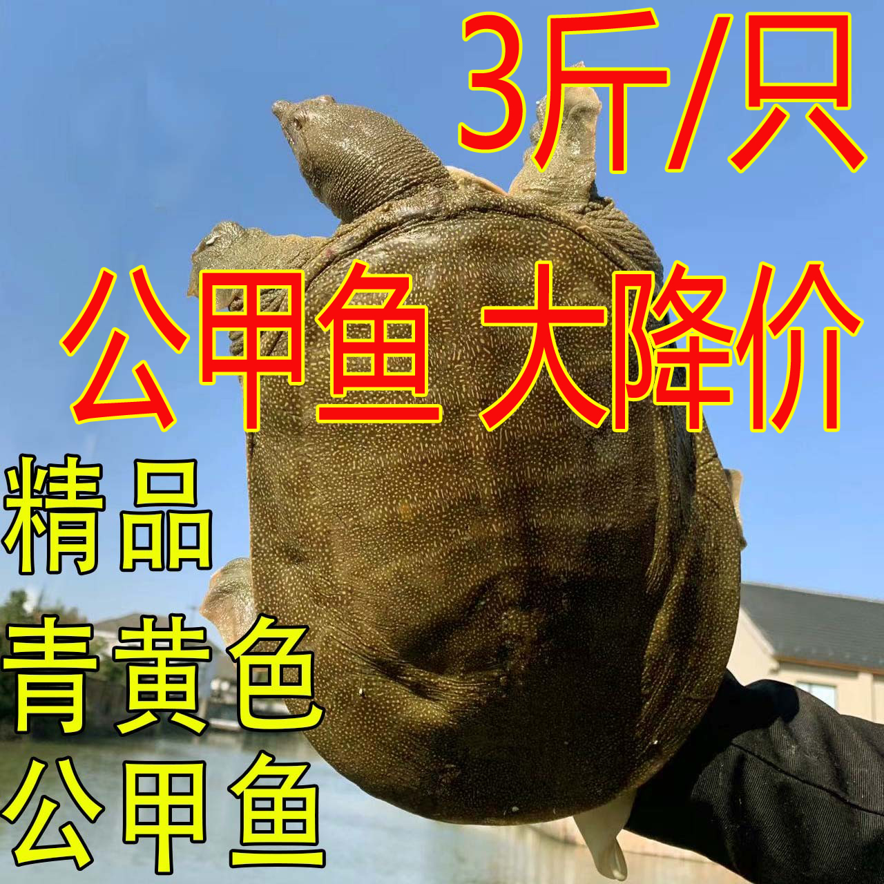 3斤1只 青黄色黄油 公甲鱼鲜活 外塘散养新鲜水鱼团鱼王八中华鳖