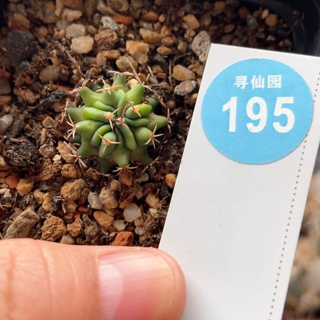 实生龙剑丸一颗2cm