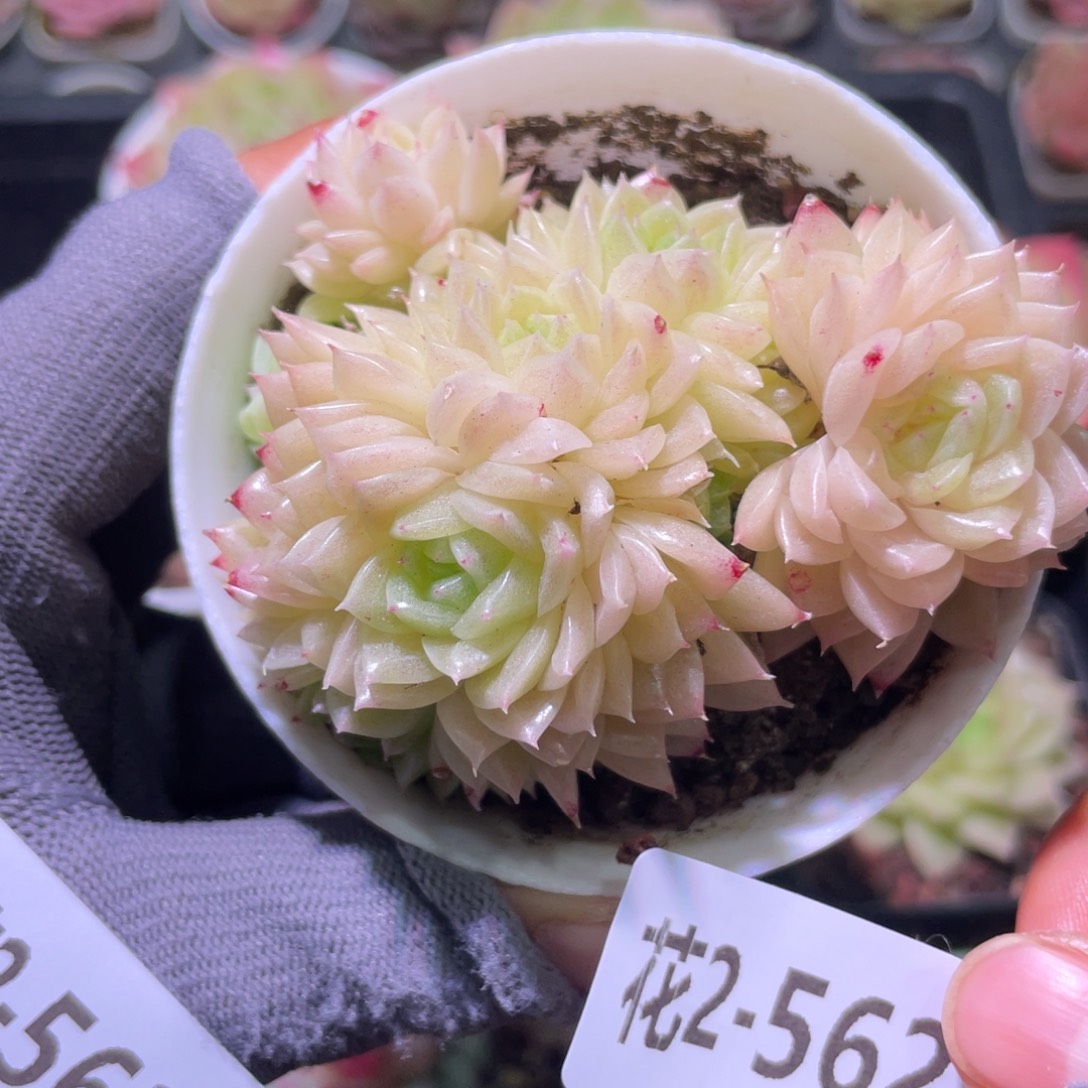 花利美2-562麦秆群