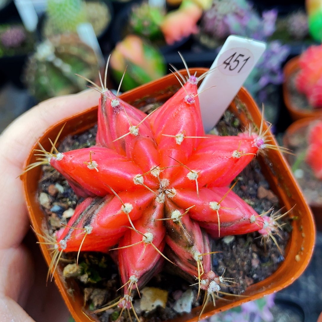 非偏远地区满25包邮仙人球